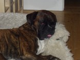 loke2